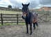 11year old Irish sports horse dark bay