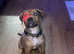 Male Tan cane corso puppy 16 weeks
