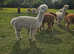 Two lovely BAS registered, experienced breeding females for sale