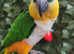 SUPER SILLY TAME! black capped caique