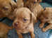 Dogue de Bordeaux puppies READY TO LEAVE IN 5 DAYS