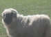 Valise black noes ewes