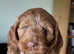 Health tested Red cockapoo girl puppies