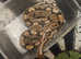 Classic 100% Het Desert Ghost Female