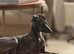 Italian Greyhound Blue girl