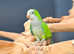 Baby Green Quaker,18