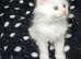 Maine Coon Angora