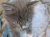 Gorgeous Nebelung cross Kittens 1 male available