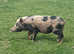 Kunekune gilt
