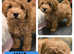 Male Toy Poodle Kennel club registered READY!