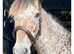 Beautiful appaloosa brood mare and filly foal.