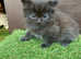 FOR SALE MAINE COON x SIBERIAN FOREST CAT