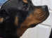 2 year old female rottie looking for her forever home.