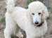 STANDARD POODLE - Female