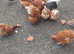 Hens for sale, Take your pick COLLECT FROM DT27QF £25.00 EACH