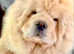 STUNNING KC TEDDY FACED CREAM CHOW FEMALE!!!!
