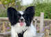 Kennel Club registered Papillon Puppy