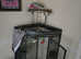 Gala Parrot With Cage