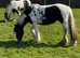 Traditional Cob Mare