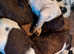 Chocolate poodle/pointer puppies