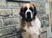 Gorgeous Saint Bernard Adult Female