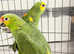 Talking red crown Amazon Parrot & blue fronted Amazon