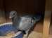 Mix pigeons fantail and racing pigeons