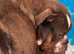 Olde English bulldog puppies