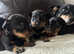 Lancashire Heeler  puppy