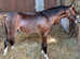 Top class colt
