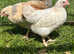 Gorgeous young Rooster's