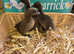 Khaki Campbell ducklings