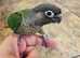 Hand reared Friendly cuddly tame Baby Parrot