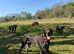Dog Daycare & Secure Dog Walking Field