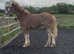 Cob X ID 2YO