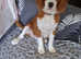King Charles Cavalier