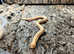 Hognose Snakes - Selection at Birmingham Reptiles