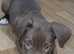 North American mastiff x