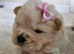 6 Stunning Chow Chow Puppies