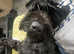 Black Russian terrier mix