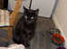 Sukie female cat for sale