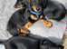 Gorgeous Pedigree mini / midi Dachshunds - Lancashire - available from 29th April