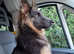 Male German Shepherd