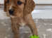 Cavapoo puppies