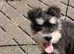 Eddie the Schnauzer