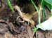 Israeli Gold Desert Scorpion (Scorpio Maurus) at Birmingham Reptiles