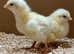 Day old female hybrid chicks