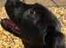 Australian Cattle Dog cross Labrador Puppies