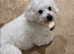 Bichon Frises GIRL
