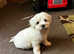 Beautiful Havanese KC Reg'd Puppies 1girl 2 boys